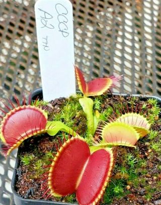 Rare Carnivorous Venus Flytrap Plant " A2 "