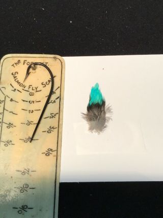 Cotinga Cayana Feathers Salmon Fly Tying Flies Rare
