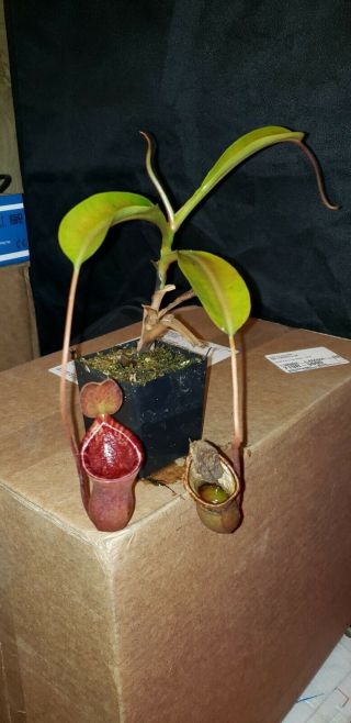 Nepenthes ' Succubus ' Hybrid Ultra Rare 2