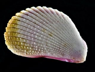 Seashell Lima Lima Uncommon Purple Deepwater Form Extremely Rare Monster