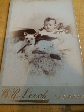 Antique Cabinet Card,  Baby Girl And Small Dog