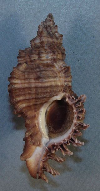 Murex Akritos 65.  70mm Choice Rare Specimen Broome Head,  Qld. ,  Australia
