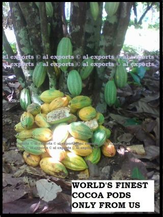 1 Live Whole Cocoa Pod Fresh Organic Exotic Chocolate Fruit Rare Best Cacao