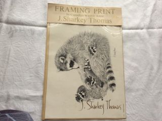 Vintage Framing Print By J.  Sharkey Thomas Vintage 1973 Racoons