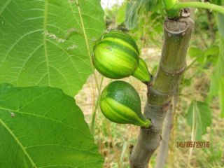Rare Striped Fig Tree Ficus Carica Rigato Del Salento 1000 Fresh Seeds/pack