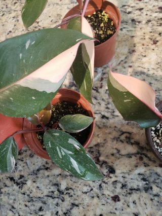 Pink Princess Philodendron Rare Aroid Variegated Starter Plant 2