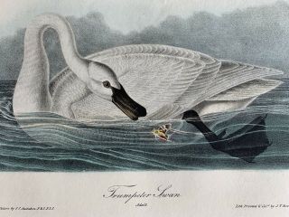 Very Rare - Audubon 1st Ed.  Octavo - Trumpeter Swan - Plate 382