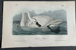 Very Rare - Audubon 1st Ed.  Octavo - Trumpeter Swan - Plate 382 2
