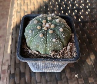 Astrophytum Asterias (grown From Seed) Rare Cactus 5cm