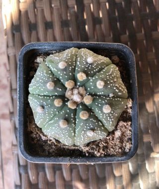Astrophytum Asterias (Grown from seed) Rare cactus 5cm 2