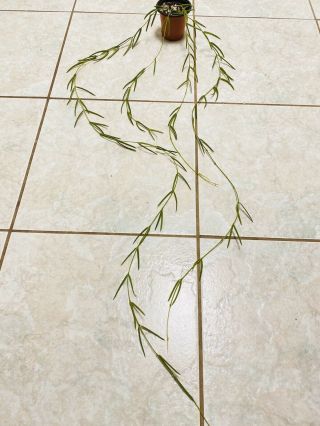 B157 Rare Hoya Linearis Wax Plant 4 Strand Long 49” Easy Care & Cute ❤️