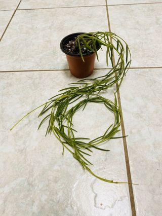 B178 Rare Hoya Linearis Wax Plant 5 Strands 33” Longest Easy & Cute ❤️