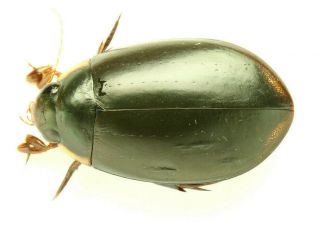 Dytiscidae Diving Beetle Coleoptera Insects Amazonia French Guiana Top Rare
