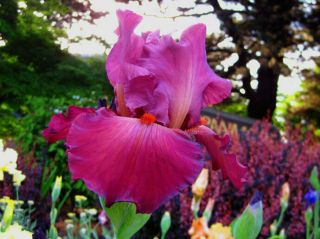 Bearded Iris Bulb Roots Courtyard Bonsai Flower Rare Perennial Stunning Diy Gift