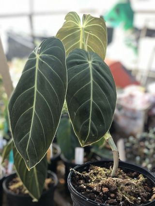 Rare Aroid Large Size Philodendron Melanochrysum.  Velvety Leaves