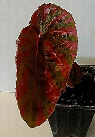 Begonia Brevirimosa Exotica Rare Terrarium Fibrous Angel Wing