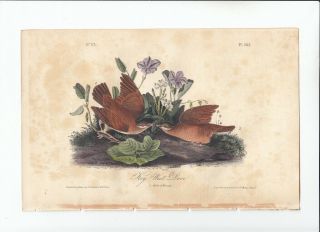 Rare 1st Ed Audubon Birds Of America 8vo Print 1840: Key - West Dove.  282