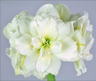 Amaryllis Hippeastrum Bulbs Perennial Flower Rare Impressive Double White Snow