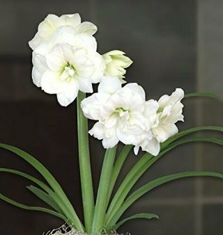 Amaryllis Hippeastrum Bulbs Perennial Flower Rare Impressive Double White Snow 2