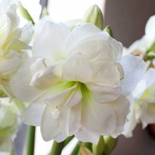 Amaryllis Hippeastrum Bulbs Perennial Flower Rare Impressive Double White Snow 3