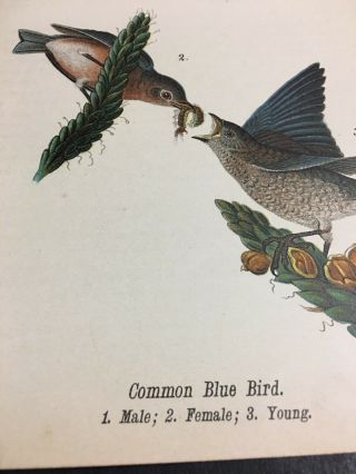 1890 Common Blue Bird Eating Worm Color Antique Natural History Print Vintage 3