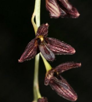 Bulbophyllum Scaphiforme Very Rare Orchid Species Miniature
