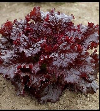Ruby Red Loose Leaf Lettuce 500 - 80,  000 Seeds Heirloom Crispy Rare