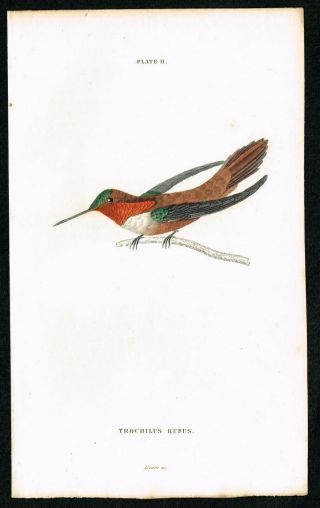 1833 Ruff - Necked Hummingbird Colibri,  Hand - Colored Antique Print - Lizars