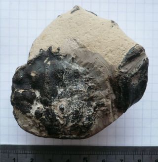 Rare Fossil Crab,  Goniochele Angulata,  Eocene,  London Clay,  Isle Of Sheppey,  Uk