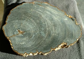 Rare Detailed Fossil Dicot Slab,  Miocene,  Flemming Fm. ,  East - Central Texas
