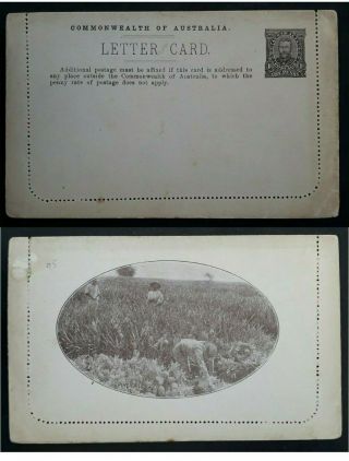 Rare 1911 - Australia 1d Brown Pre Printed Kgv Fullface Letter Card - Pineapples