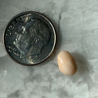 Pale Peachy Cream Conch Pearl.  Natural & Rare Beauty.