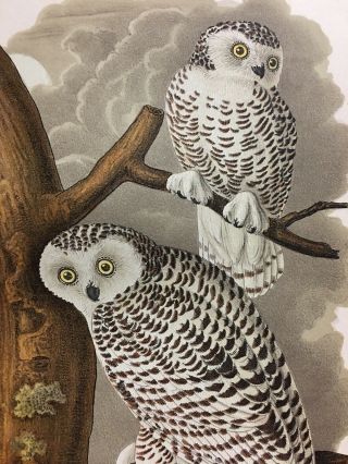 Antique Snowy Owl 1890 Color Natural History Print Bird In Tree
