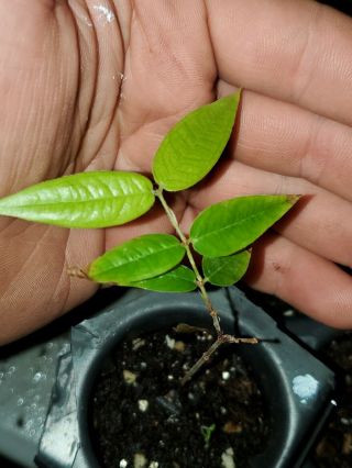 Rare Plinia Aureana Sp.  Lemongrass (baixo Rio Doce) Jaboticaba Fruit