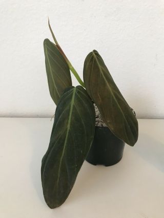 Rare Philodendron Gigas - Aroid - Monstera Potted Plant