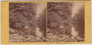 John Moran: Along The Wissahickon Philadelphia Pennsylvania Rare 1860s Sv