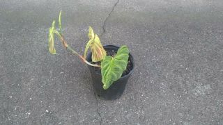 Rare Philodendron Verrucosum Plant.  Collector Rare Offer Velvet Foliage,  Furry
