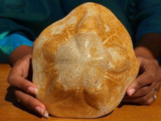 Massive Rare Clypeaster Campanulatus Sea Urchin Fossil 15 Million Years Old