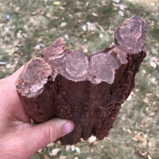 Reilly’s Rocks: Saint Johns Az.  Petrified Wood W/distinct Rare Fungus,  3.  5 Lbs