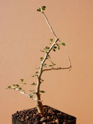 Commiphora capensis - Succulent - Caudex - Rare - Namibia 2