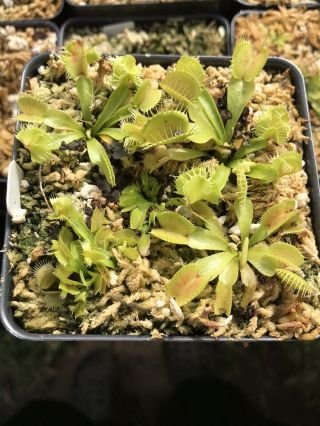 Venus Flytrap Plant " Destruction " Carnivorous Plant (rare) (unique)