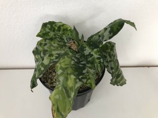 Variegated Rare Aroid Aglaonema Pictum Tricolor Camouflage Plant