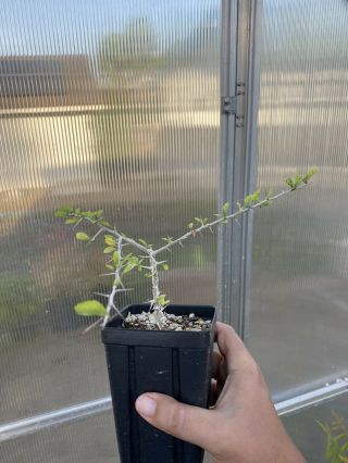 Commiphora Kua Plant Rare