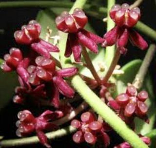 P198 Hoya Carmelae Rooted Plant Of Hoya,  Very Rare.  Starter Plant 