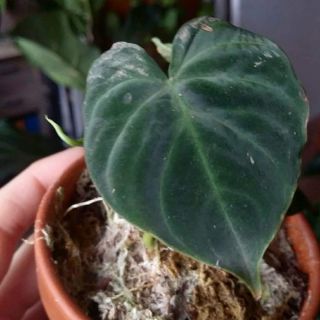 Extremely Velvet Form Of Philodendron Verrucosum Norte Rare Aroid Species Plant