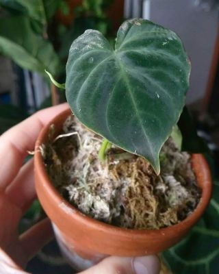 Extremely Velvet form of philodendron verrucosum norte rare aroid species plant 2