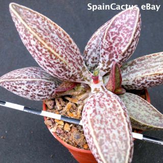 Adromischus Marianiae " South Clanwilliam " Lav 28229a Rare Succulent Plant 29/9