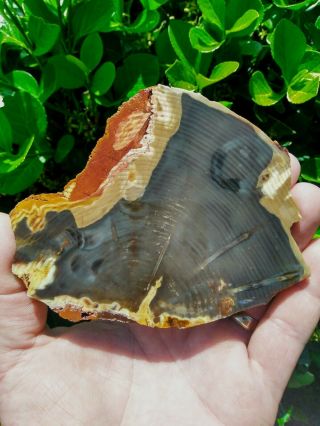 Rare Worm Bores? Cut Vale Oregon Petrified Wood Round Ring Agate Opal Slab 4.  6oz