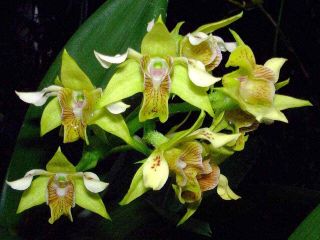 Den Macrophyllum Dendrobium Orchid Species Rare Unique Fragrant Orchid Plant