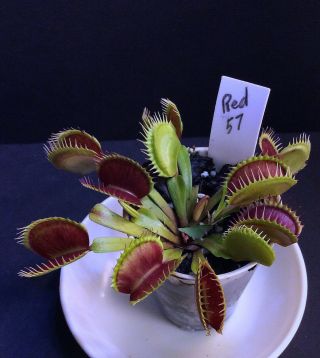 Carnivorous Plants Venus Flytrap “red 57” Very Rare